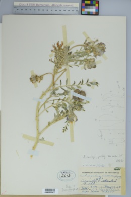 Astragalus crassicarpus var. cavus image