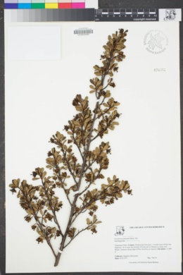 Image of Escallonia myrtilloides