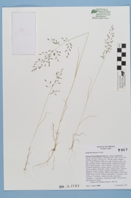 Image of Eragrostis lutescens