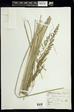 Muhlenbergia virletii image