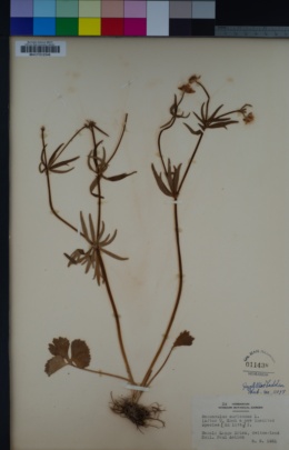 Image of Ranunculus auricomus
