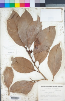 Magnolia montana image