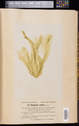 Monostroma grevillei var. arcticum image