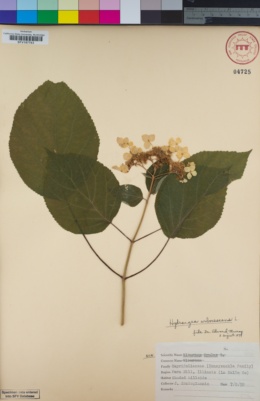 Image of Hydrangea arborescens