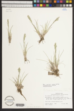 Poa cusickii subsp. pallida image