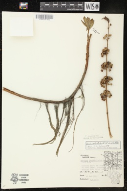 Decodon verticillatus var. verticillatus image