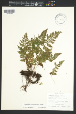 Cystopteris tennesseensis image