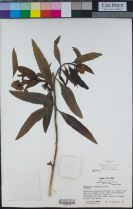 Baccharis salicifolia salicifolia image