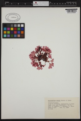 Haraldiophyllum nottii image