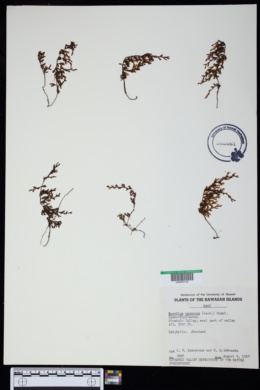 Hymenophyllum recurvum image
