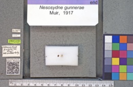 Image of Nesosydne gunnerae