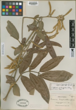 Tephrosia pachypoda image