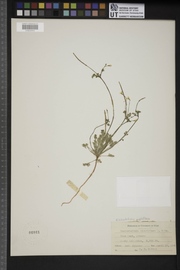 Eschscholzia multiflora image