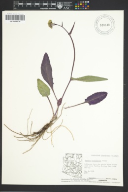 Senecio arizonicus image