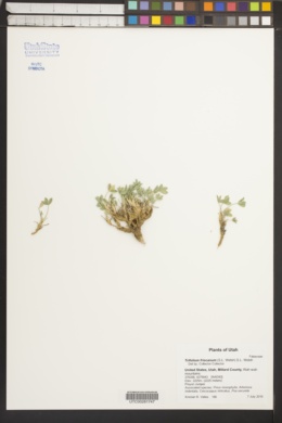 Image of Trifolium friscanum
