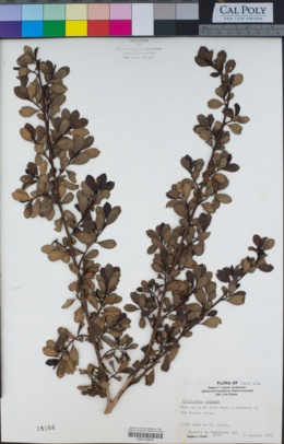 Escallonia myrtilloides var. patens image