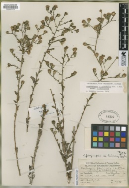 Corethrogyne filaginifolia var. peirsonii image