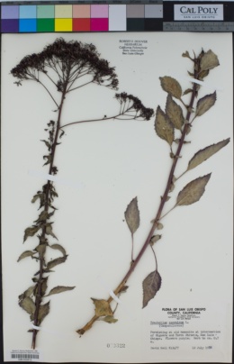Image of Trachelium caeruleum