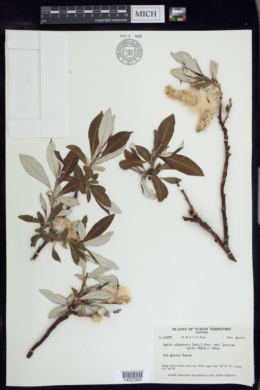 Salix alaxensis var. longistylis image