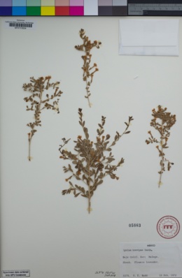 Lycium brevipes var. brevipes image