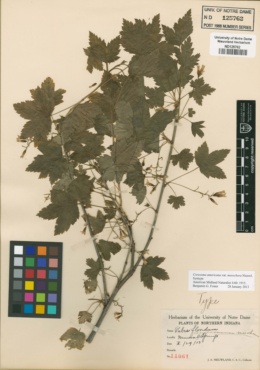 Image of Ribes floridum