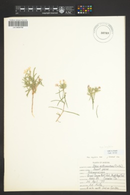 Image of Phlox longiflora
