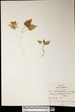 Image of Lophospermum erubescens