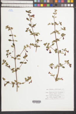Image of Fuchsia microphylla