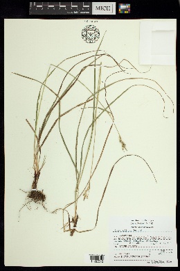 Carex ciliaris image