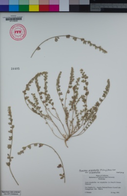 Acmispon argophyllus var. argophyllus image
