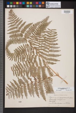 Pteridium latiusculum subsp. pubescens image