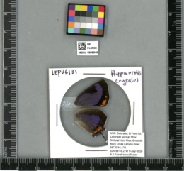 Hypaurotis crysalus image