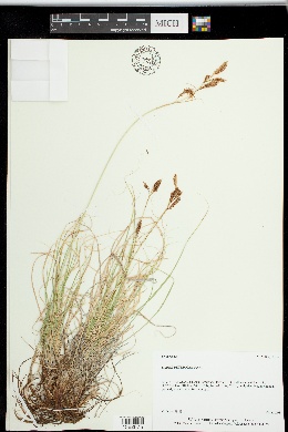 Carex petricosa var. petricosa image