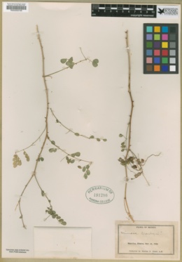 Mimosa brandegei image