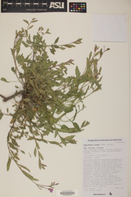 Oenothera platanorum image