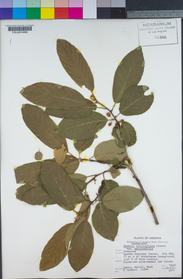 Rhamnus betulifolia var. betulifolia image