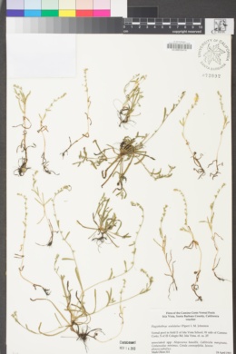 Plagiobothrys undulatus image