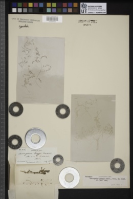 Astragalus greggii image
