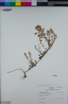 Image of Tripleurospermum inodorum