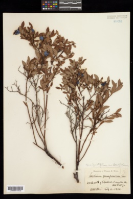 Vaccinium angustifolium var. laevifolium image