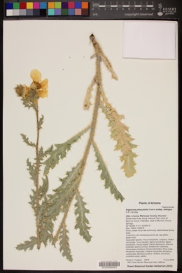 Argemone pleiacantha subsp. ambigua image