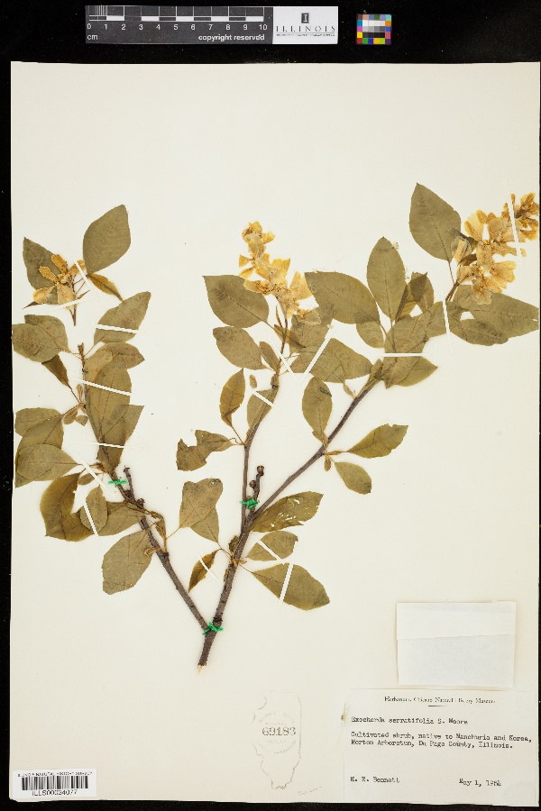 Exochorda racemosa subsp. serratifolia image