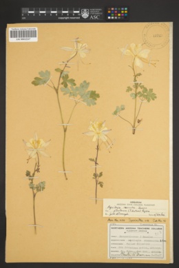 Aquilegia coerulea var. pinetorum image