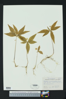 Trientalis borealis subsp. borealis image