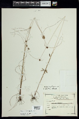 Cyperus ischnos image