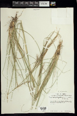 Aristida gibbosa image