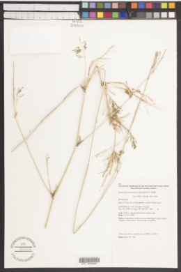 Image of Eragrostis australasica