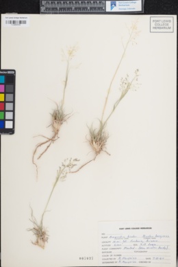 Image of Eragrostis bicolor