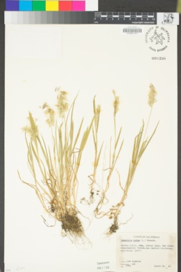 Lamarckia aurea image