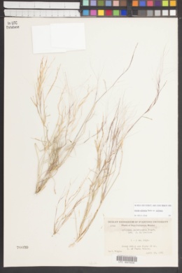 Aristida californica var. californica image